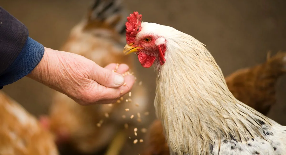 Comment trouver un aliment poule pondeuse 25 kg pas cher sans sacrifier la productivité de vos poules ?