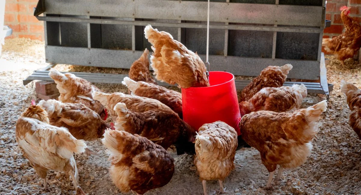 Illustration, aliment poule pondeuse 25 kg pas cher