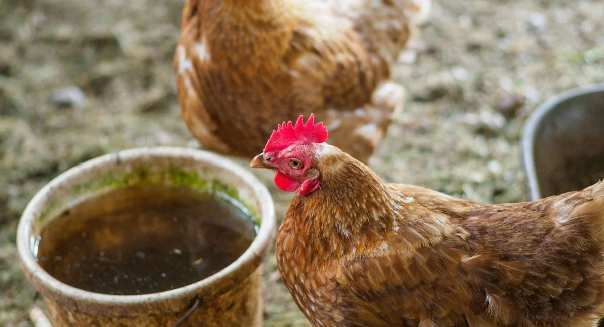 Illustration, aliment poule pondeuse 25 kg pas cher