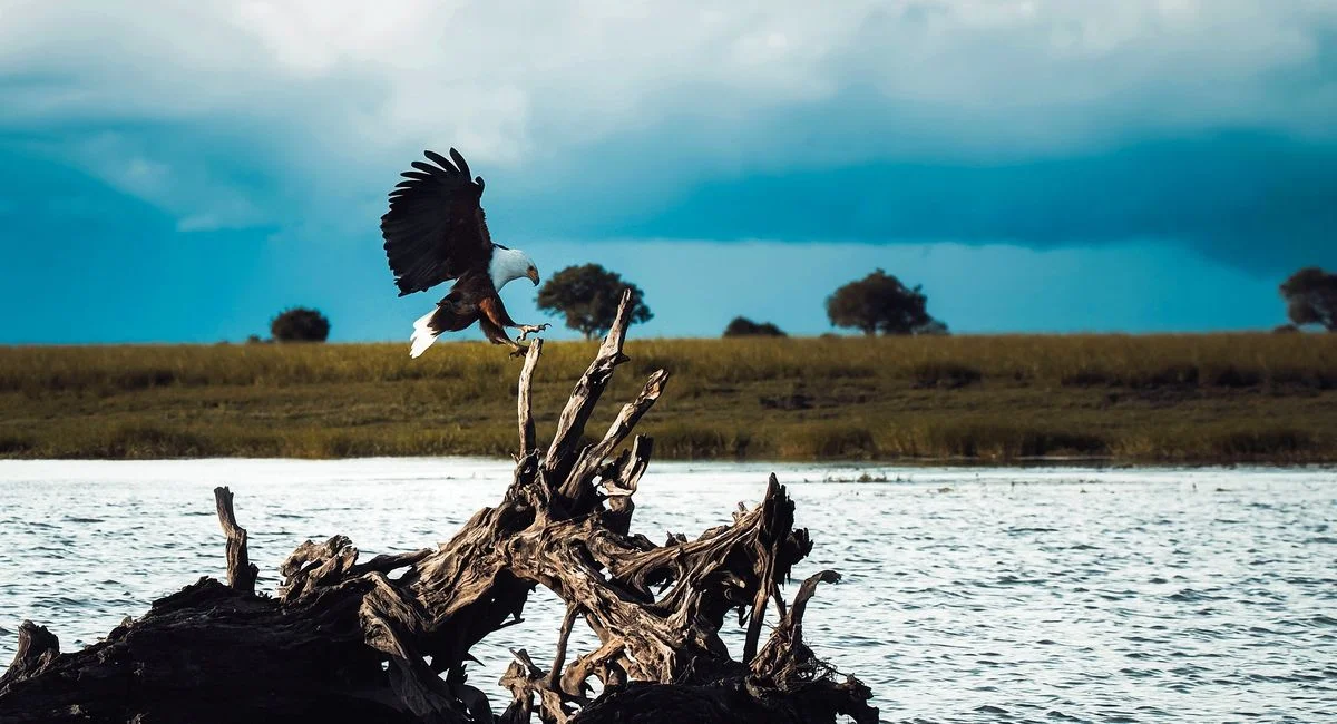 Les bald eagles et leurs habitats révèlent une histoire de résilience remarquable que peu connaissent vraiment