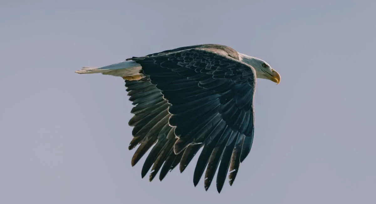 Illustration, bald eagle facts and habitat information