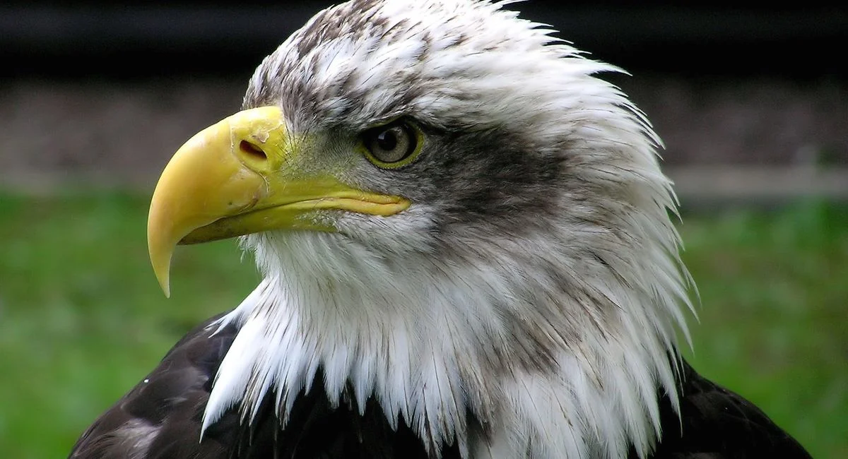 Illustration, bald eagle facts and habitat information