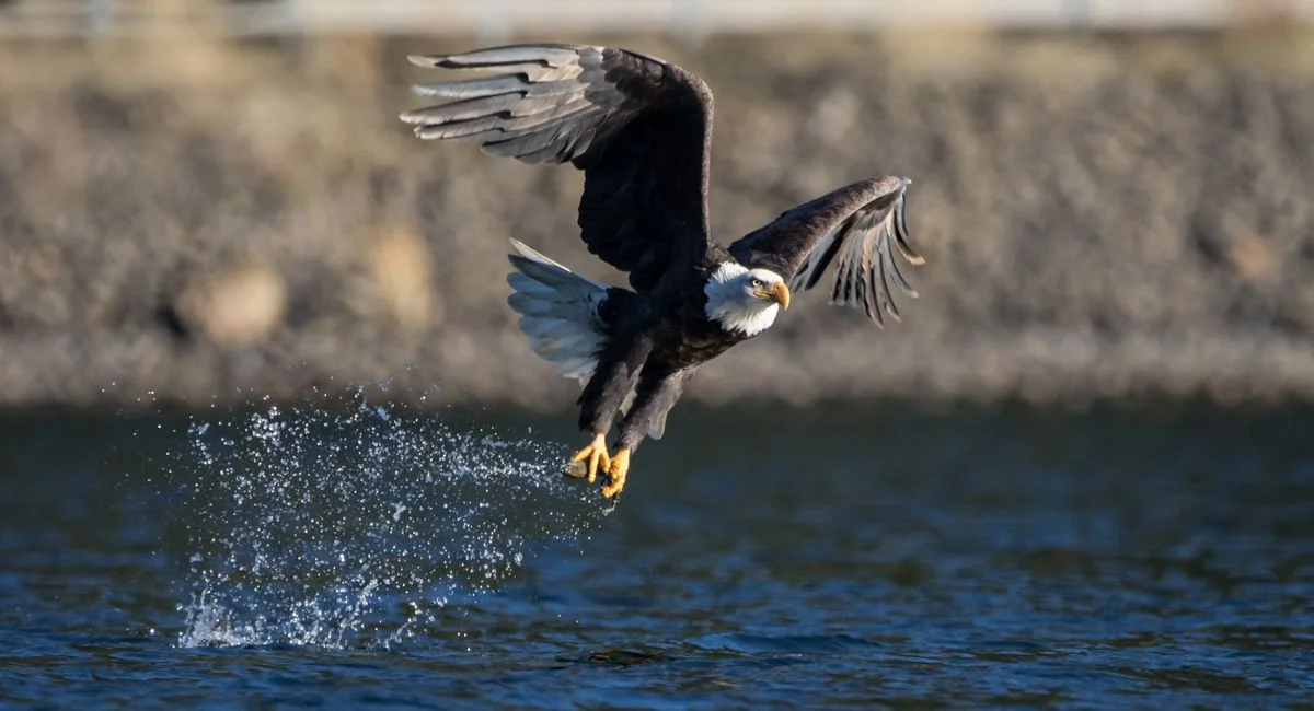 Illustration, bald eagle facts and habitat information
