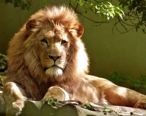 Biodiversit&eacute;, faune sauvage et protection animale