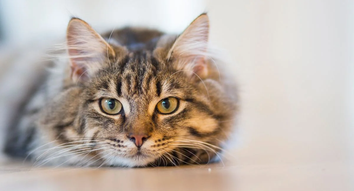 Bien choisir sa brosse pour chat à poil long : critères essentiels et erreurs à éviter