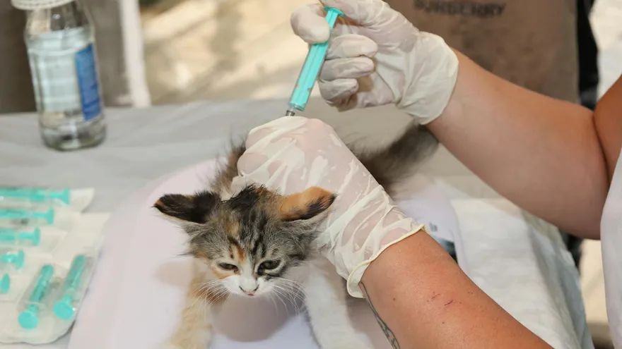 Calendrier vaccination chien , tout comprendre pour protéger votre animal dès le
