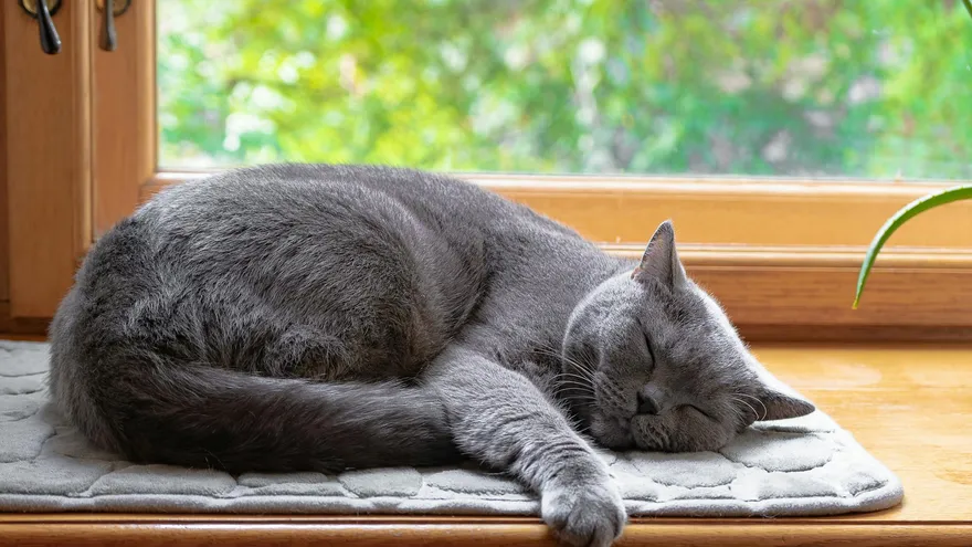 Combien de temps dort un chat , les vrais chiffres derrière le champion du somme