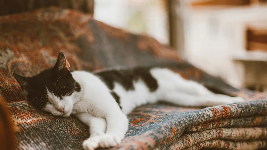 Comment meurt un chat qui ne mange plus , le mécanisme silencieux qui tue en que