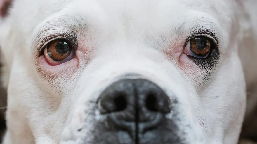 Comment voit un chien , ce que la science révèle vraiment sur sa perception visu