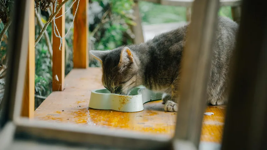 Croquette chat senior , ce que mange votre chat après 7 ans change tout