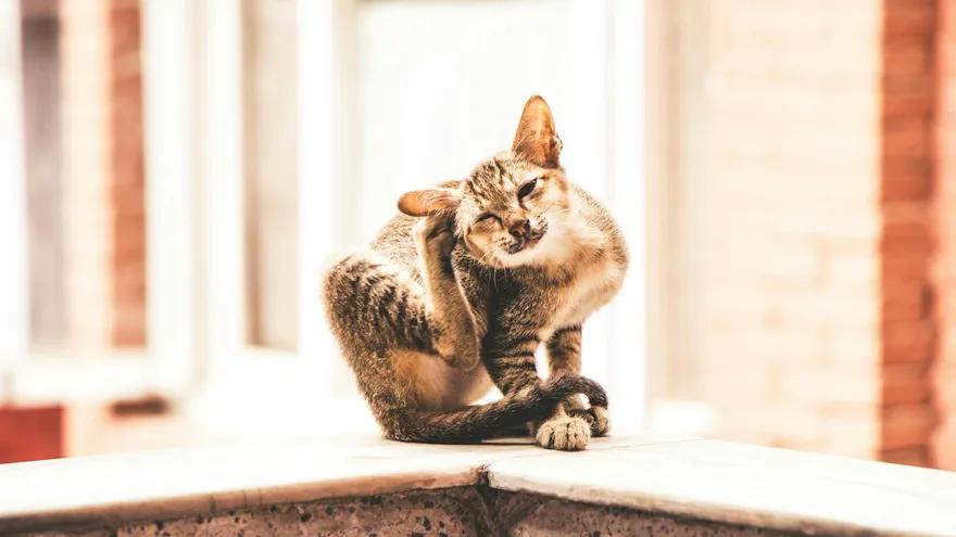 Croquettes chat hypoallergéniques , comment choisir l'aliment qui soulage vraime