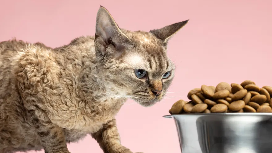 Croquettes pour chat à troubles digestifs , le guide pour faire le bon choix
