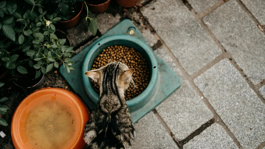 Croquettes Royal Canin pour chat , le guide complet pour choisir la bonne formul