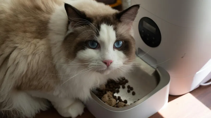 Distributeur de croquettes pour chat , le guide pour ne plus se tromper