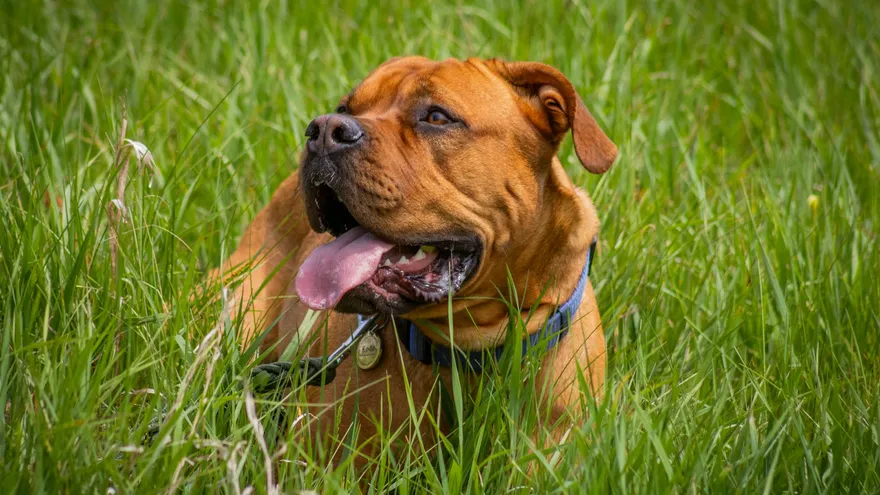 Hercule, le plus gros chien du monde, entre record officiel et canular viral