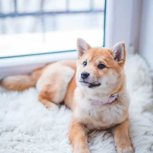 Chien adorable, encyclop&eacute;die animali&egrave;re DG Nature