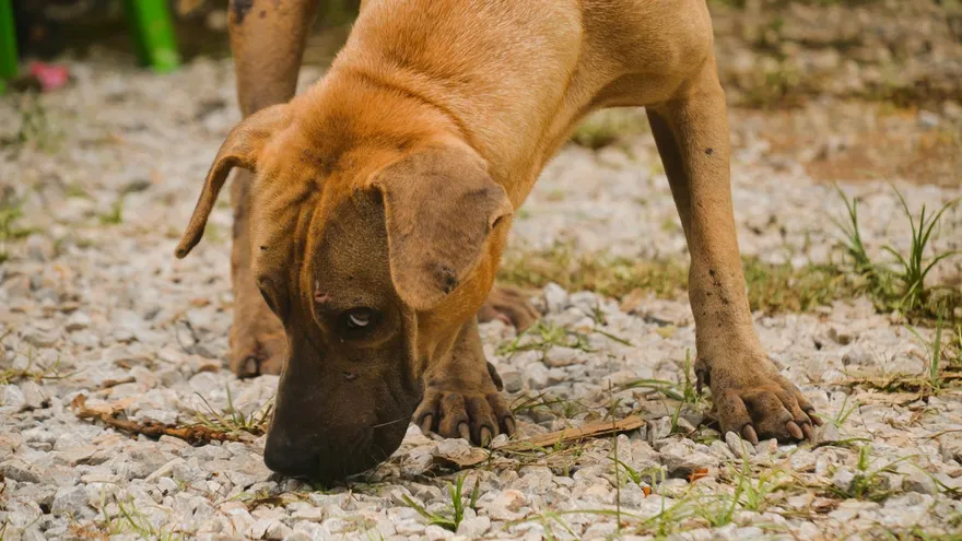 Intoxication noix chien symptômes , ce que chaque maître doit savoir avant l'aut