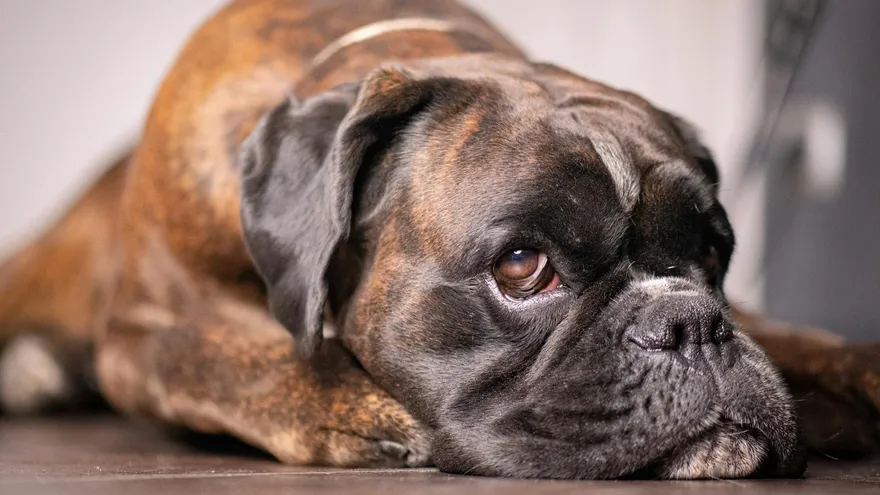 L'avocat toxique pour le chien, un danger qui ne se limite pas à la chair du fru