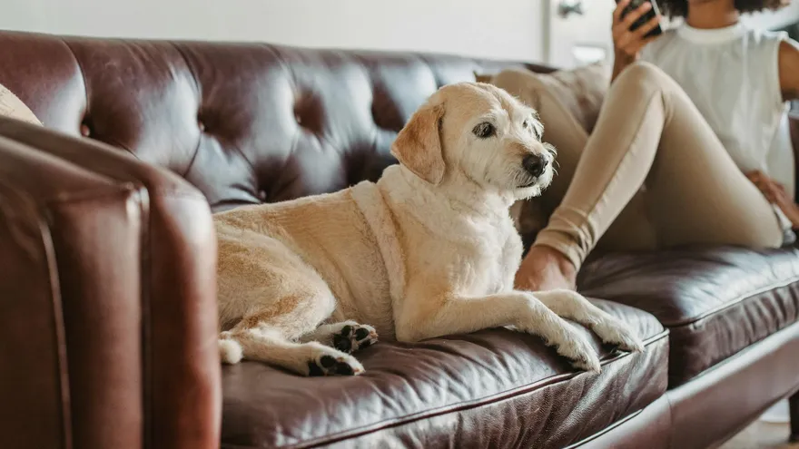 Les chiens apaisent les douleurs de règles chez la femme, et la recherche le con
