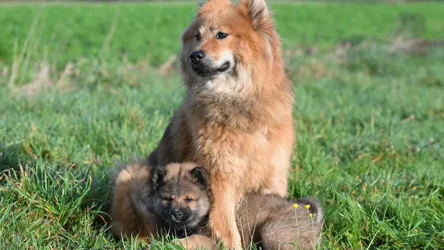 Les meilleurs prénoms de chien femelle en A pour nommer votre chienne
