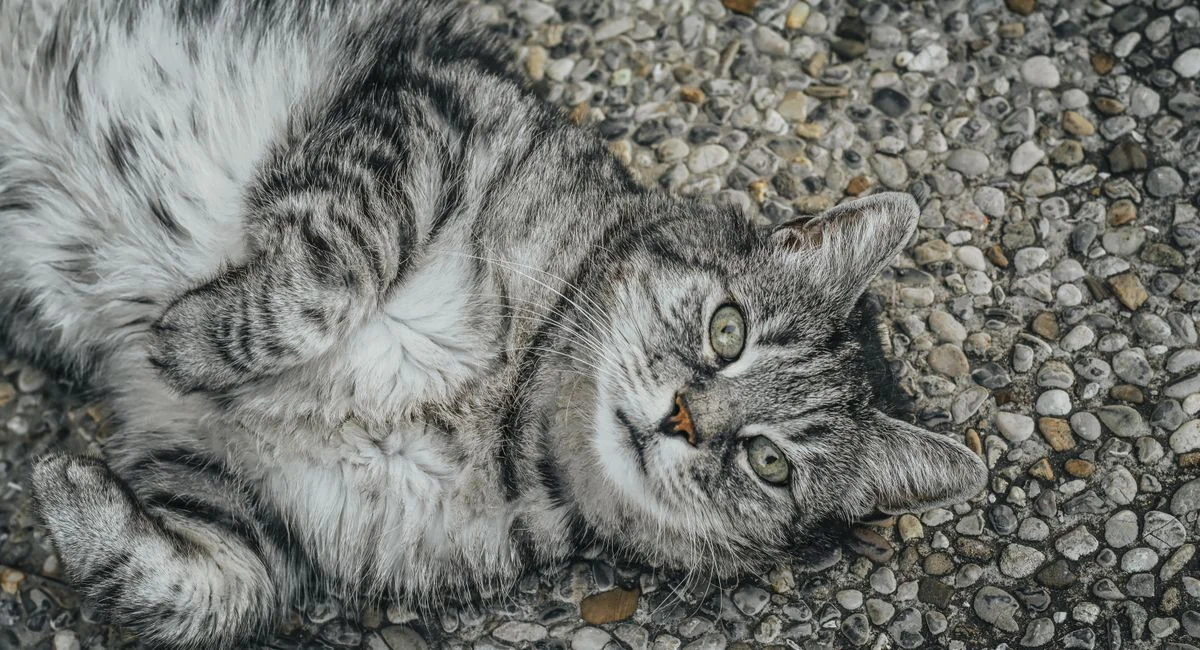 Le maine coon croisé avec un chat de gouttière révèle des hybridations génétiques surprenantes