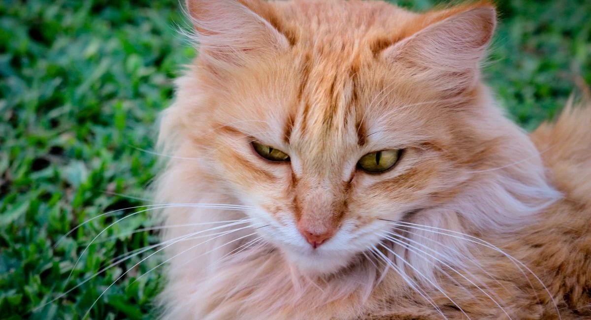 Illustration, main coon croisé chat de gouttière