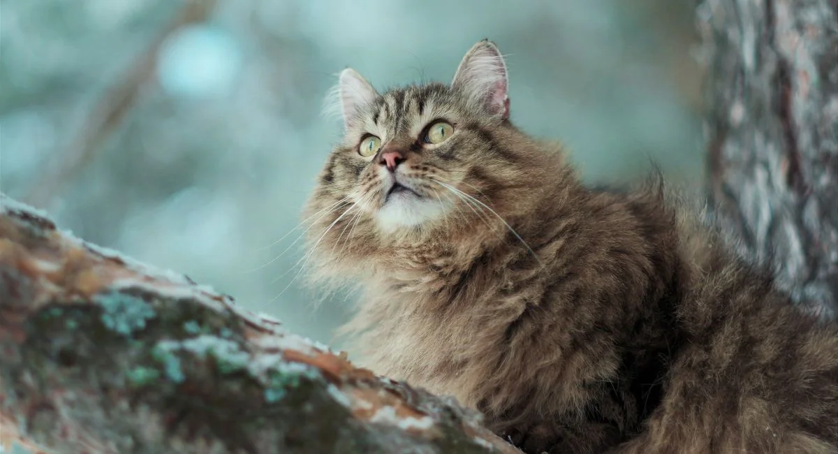 Illustration, main coon croisé chat de gouttière
