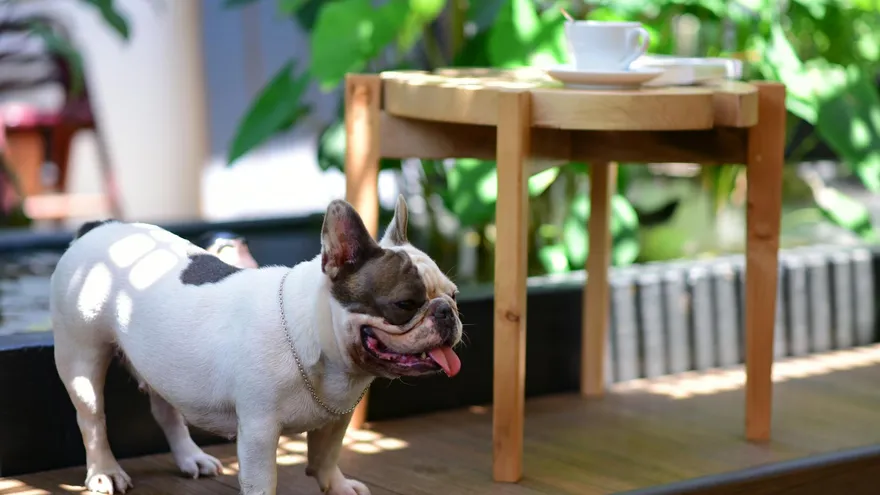 Noisette et chien , sans danger ou piège alimentaire à éviter ?