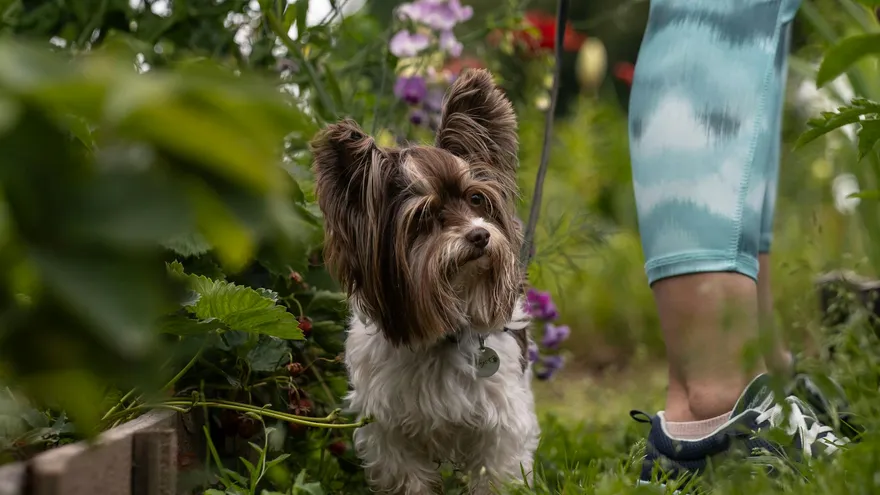 Petit point blanc dans les selles de mon chien , vers, parasites et solutions co