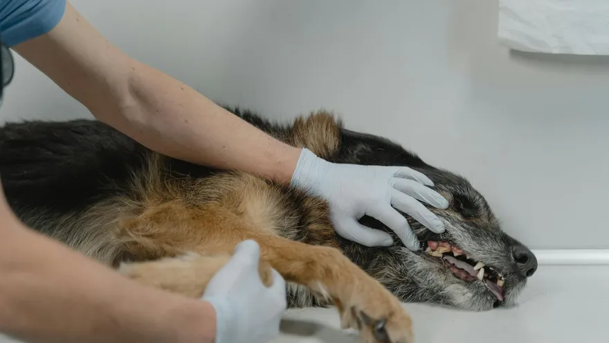 Poison pour chien , reconnaître les dangers, agir vite, sauver des vies