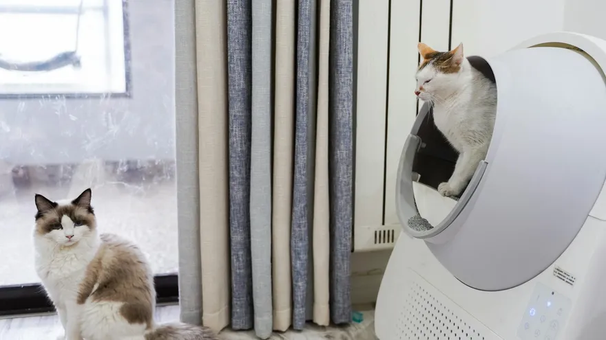 Pourquoi mon chat fait pipi partout et comment y mettre fin ?