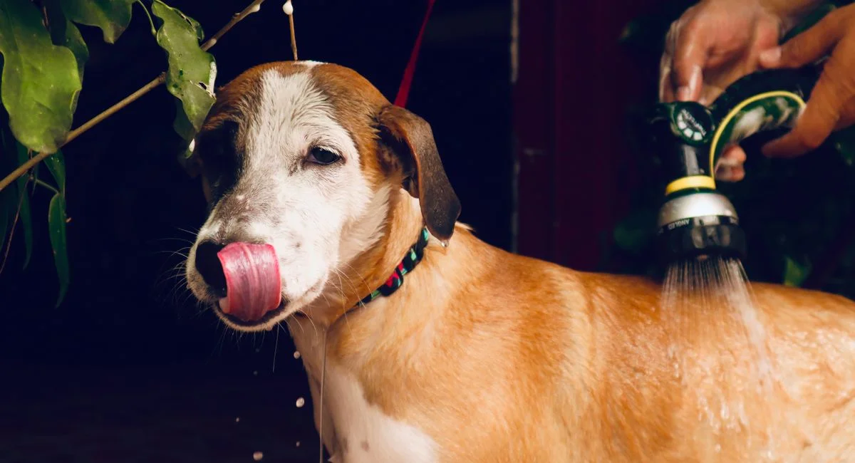 Pourquoi mon chien me lèche : décoder ses signaux d'affection et de stress ?
