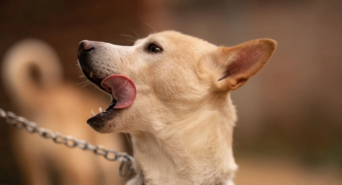 Illustration, pourquoi mon chien me lèche