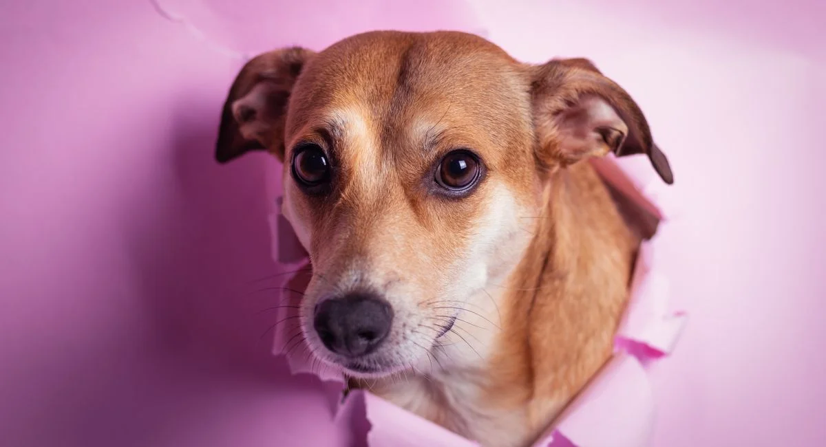 Illustration, pourquoi mon chien me lèche