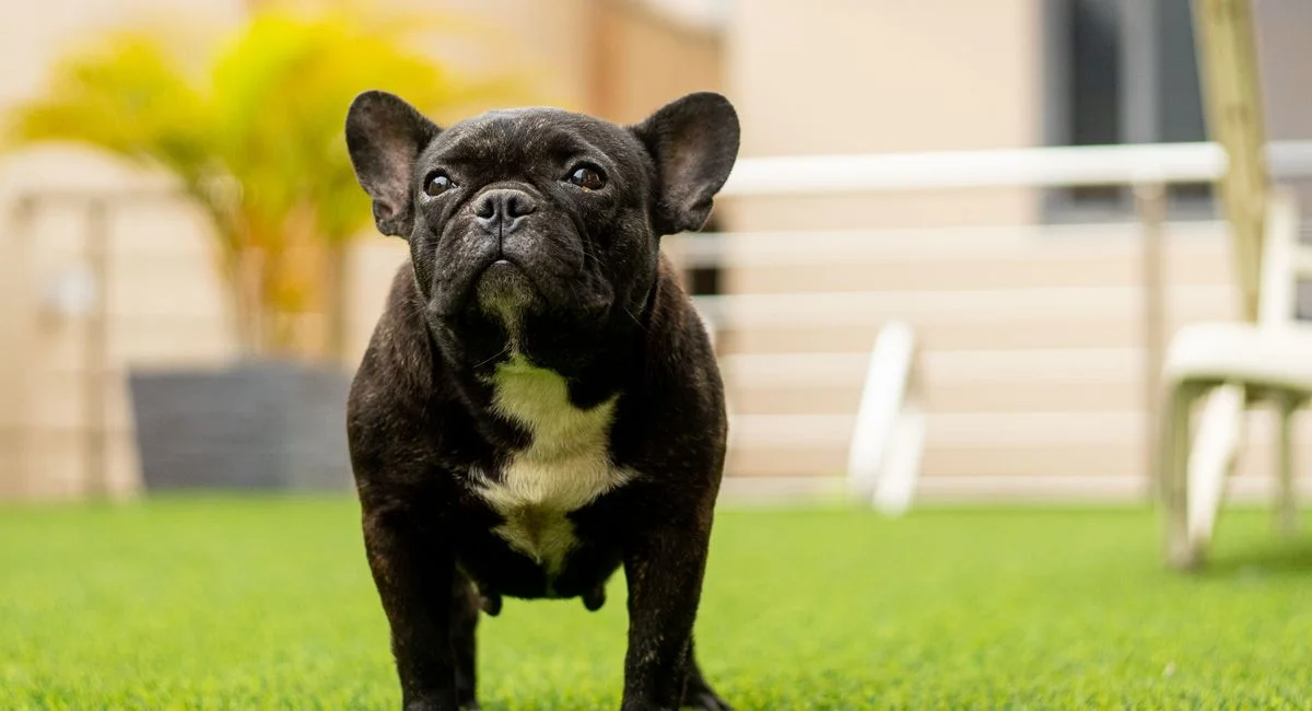 Pourquoi mon chien tremble : au-delà des explications évidentes, les vrais signes d'alerte ?