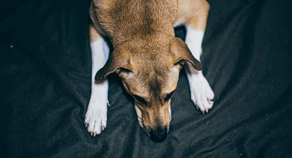 Illustration, pourquoi mon chien tremble