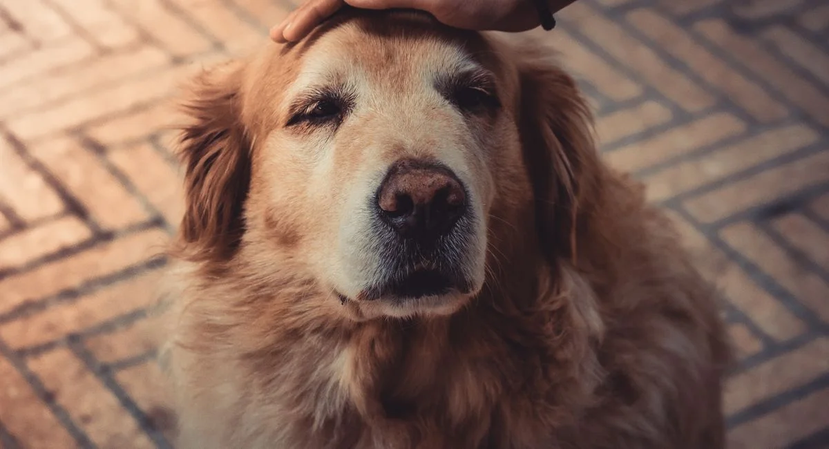 Illustration, pourquoi mon chien tremble