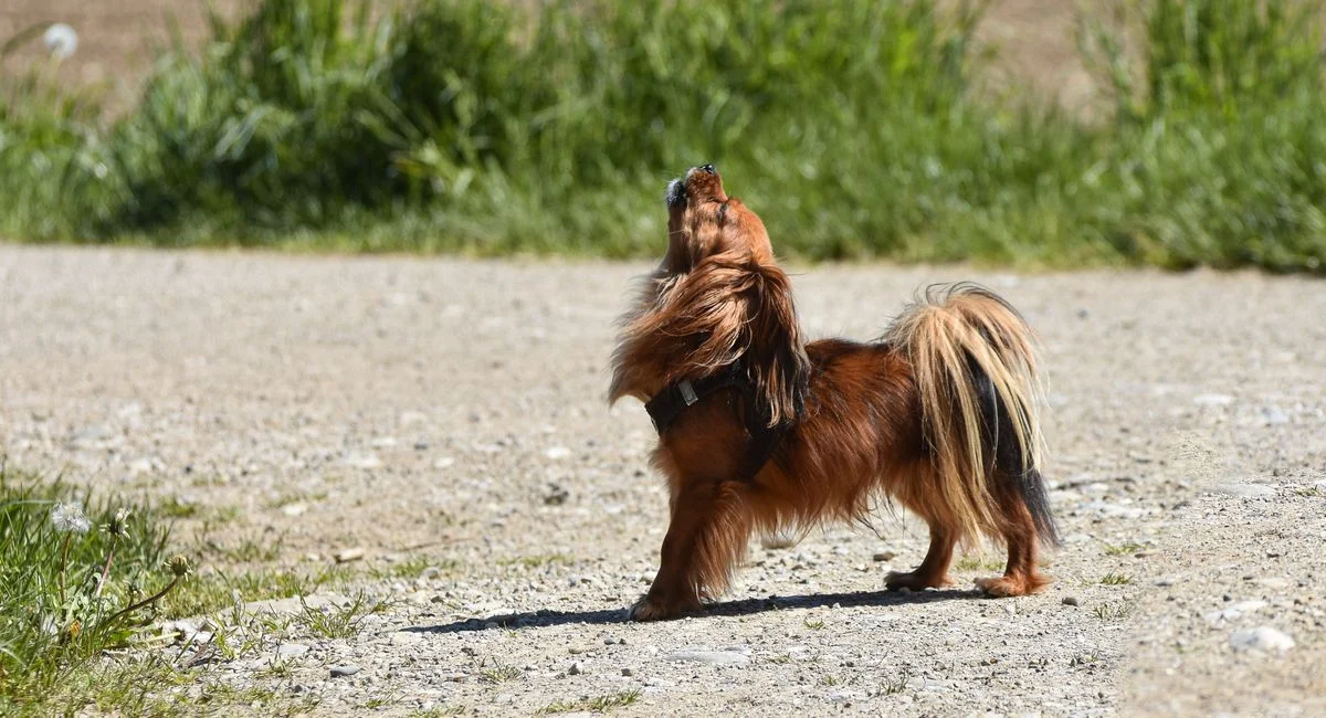 Illustration, pourquoi mon chien tremble