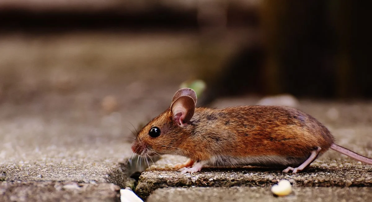 Illustration, produit pour tuer les souris rapidement