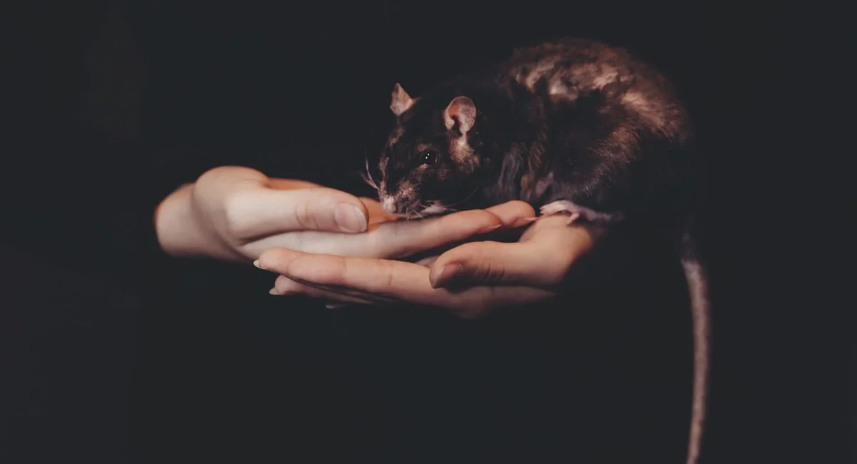 Illustration, produit pour tuer les souris rapidement