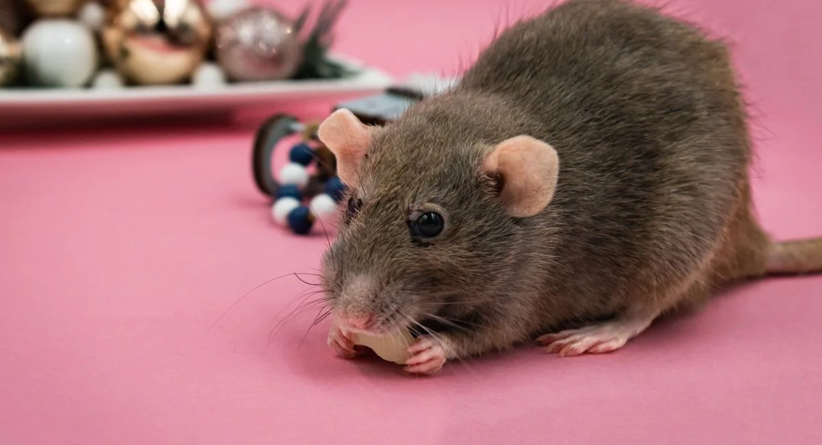 Illustration, que mange les souris dans les murs