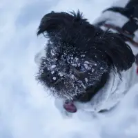 Affenpinscher