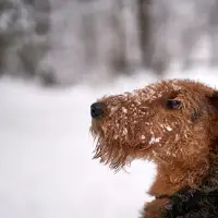 Airedale Terrier