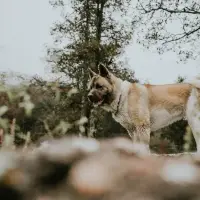 Akita