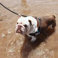 Alapaha Blue Blood Bulldog