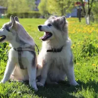 Alaskan Klee Kai