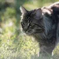 American Bobtail