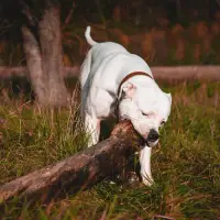 American Bulldog