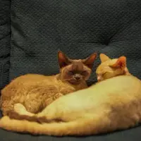 American Curl
