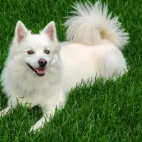 American Eskimo Dog